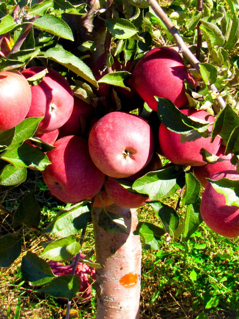Bower & Branch® Pink Lady® Apple Tree Bare Root