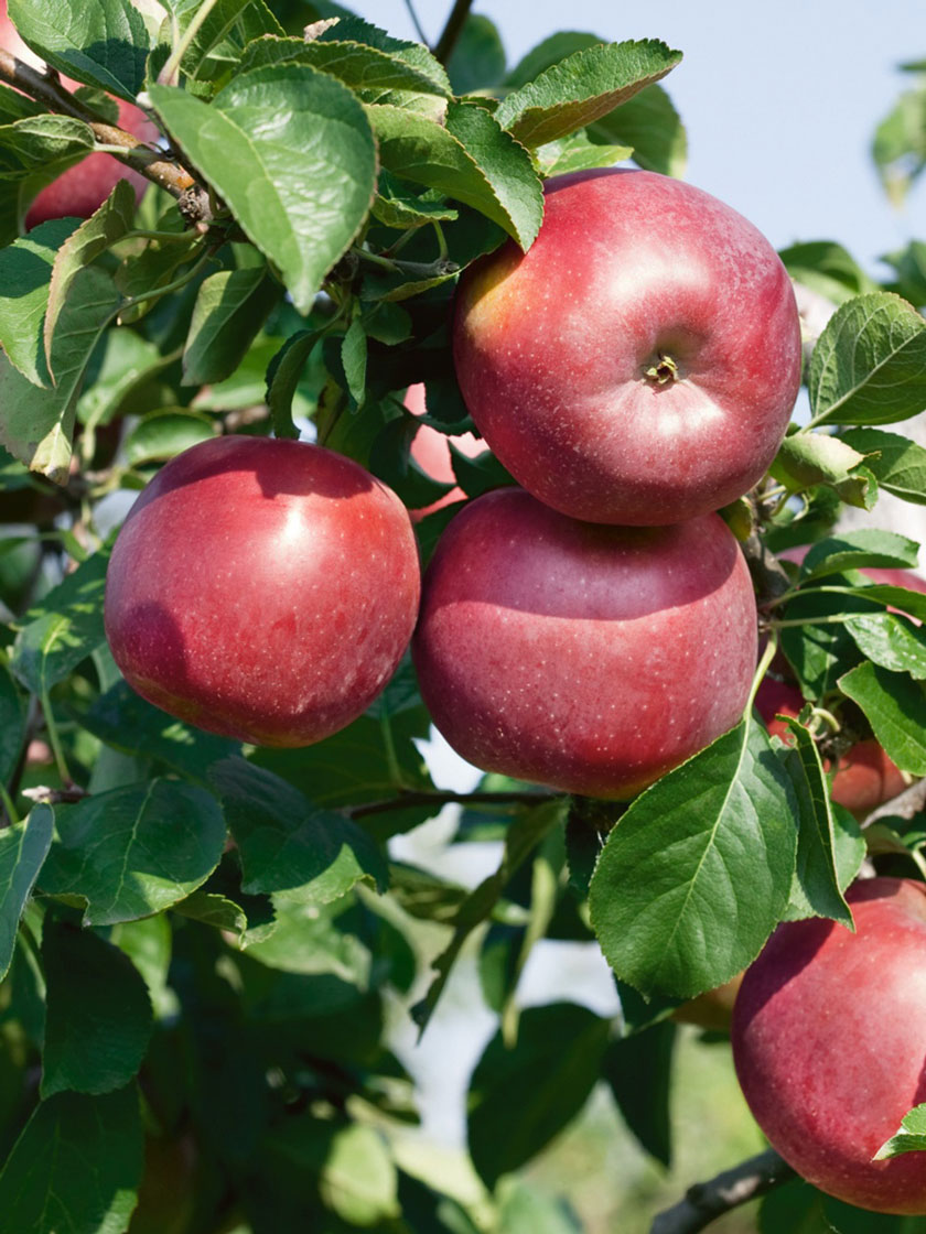 Bower & Branch® Enterprise® Apple Tree Bare Root