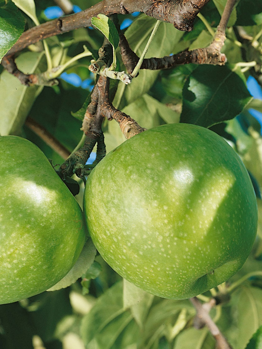 Granny Smith Apple Tree » Store » Tomorrow's Harvest by Burchell