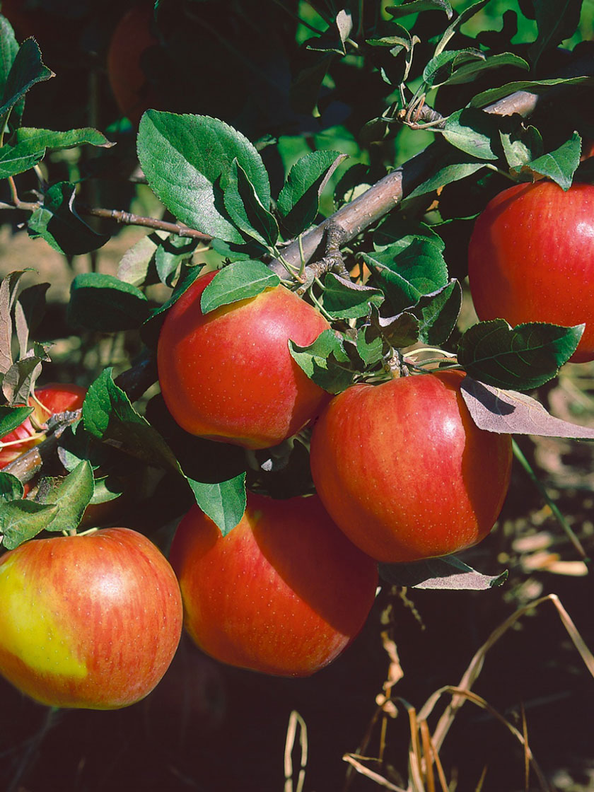 Bower & Branch® Honeycrisp Apple Tree Bare Root