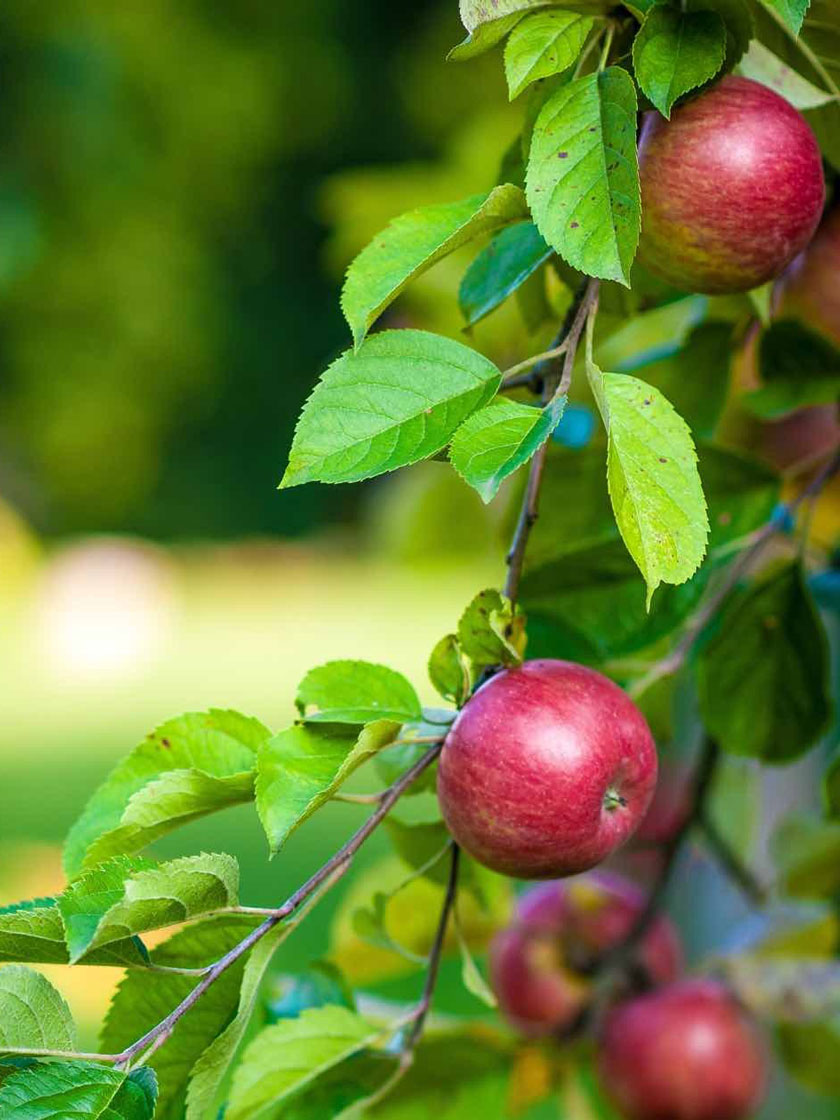 Bower & Branch® Macoun Apple Tree Bare Root