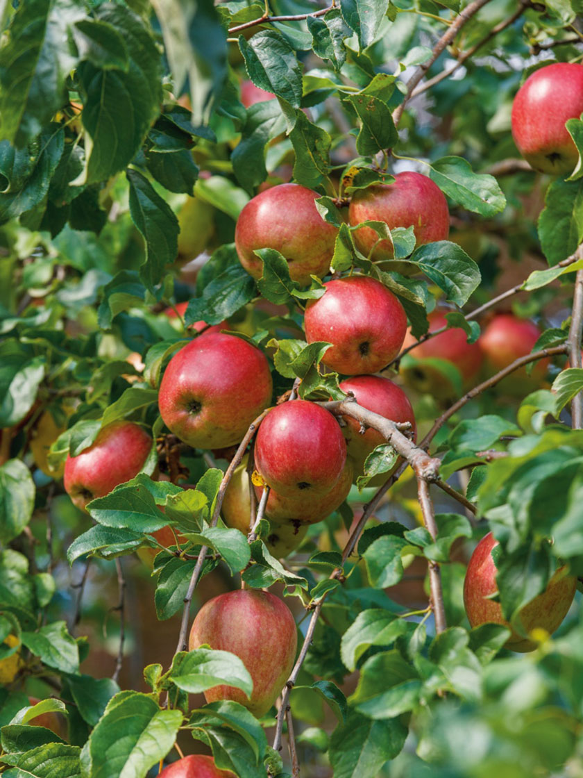 Bower & Branch® Teeple Red Royal™ Empire Apple Tree Bare Root