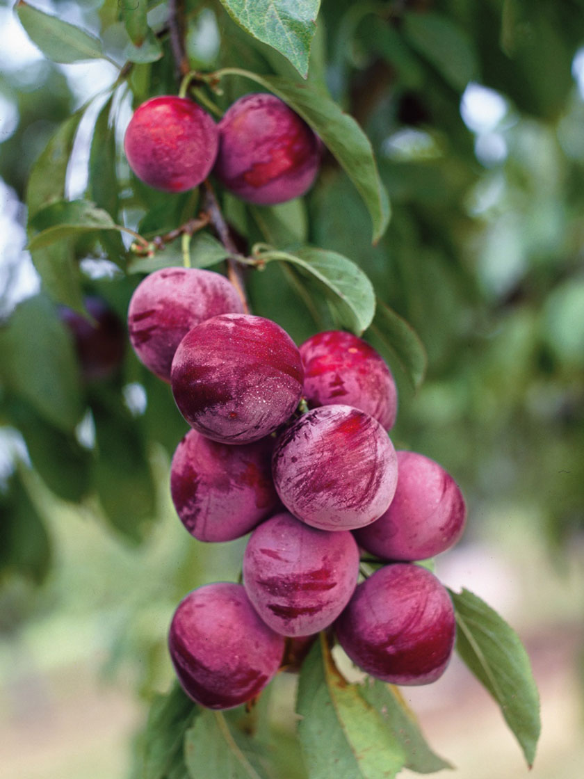 Bower & Branch® Ozark Premier Japanese Plum Tree Bare Root