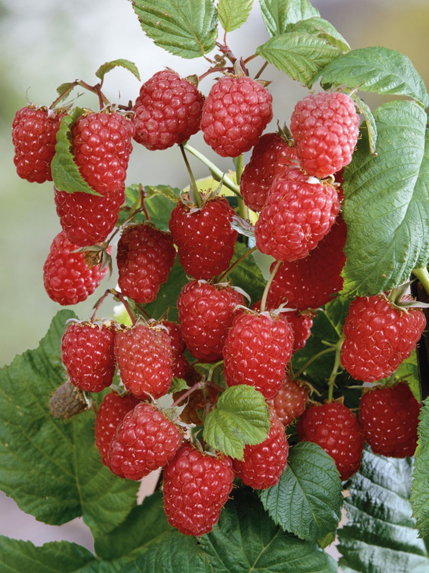 Latham Red Raspberry Bush Bare Root for Sale