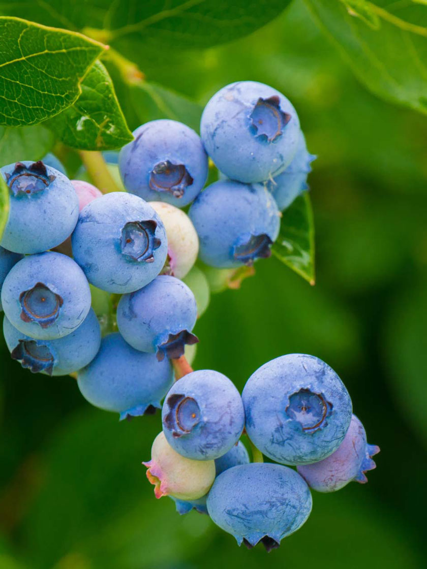 Bower & Branch® Blueray Highbush Blueberry Bush Bare Root, Pack of 3