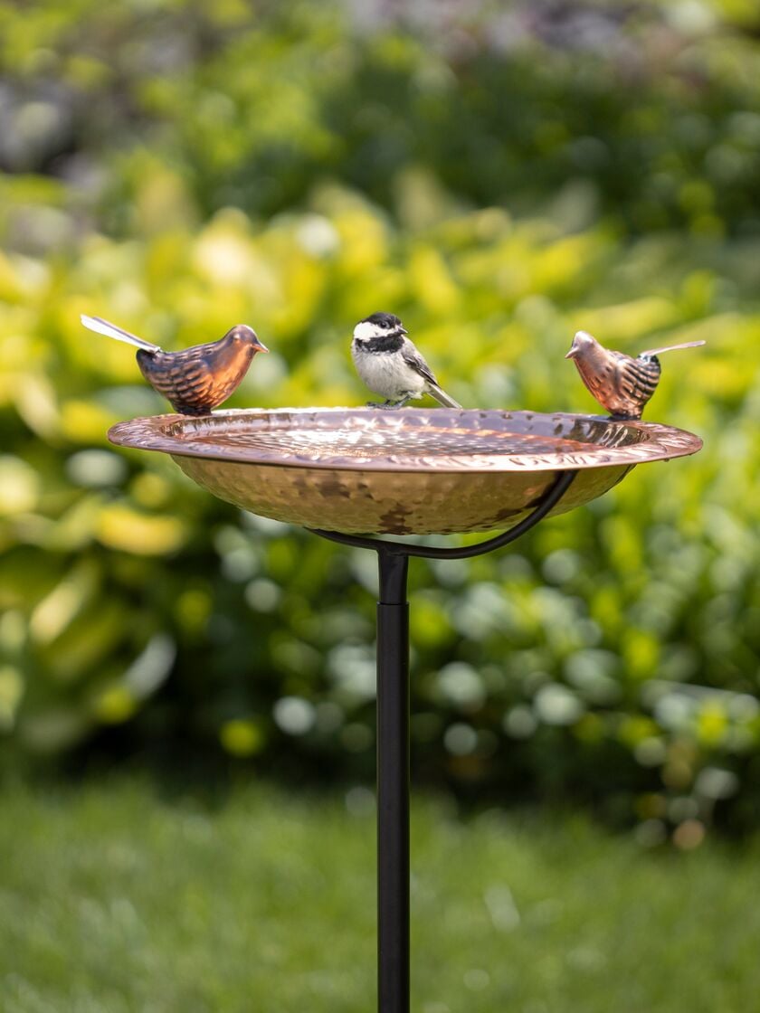 Bird Waterers & Feeders for Sale