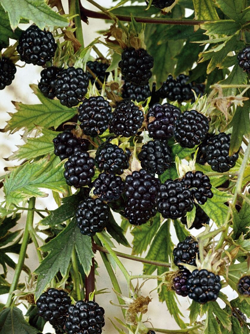Bower & Branch® Jewel Black Raspberry Potted