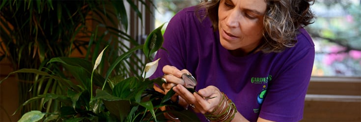 Expert Gardener Weed And Feed Brea thumbnail