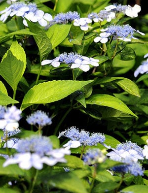 Blue Billow hydrangea